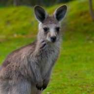 koala me