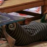 Regina Phalange