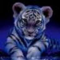 WHITE TIGER