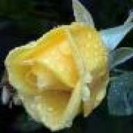 Plava rosa
