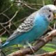 Budgerigar