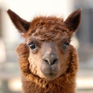 alpaka