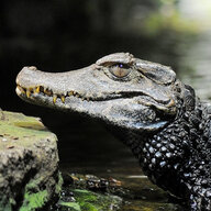 caiman