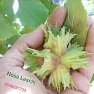 nesalesnik66@gm