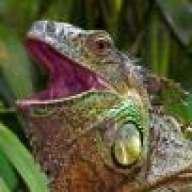 iguana