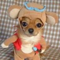 yelena_iq
