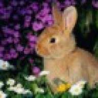 ~Rabbit~