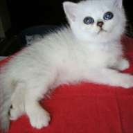 crna_cincila