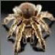 Spider-Net