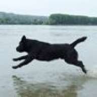 Labrador021