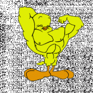 musculus011