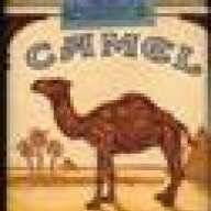 Camel