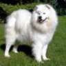 samoyedsbsb
