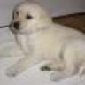 ***animaLLover***