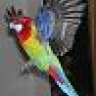 parrots rule
