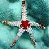 Sea_star