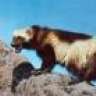 Black_Wolverine