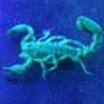 scorpion035