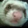 Badger