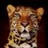leopardy