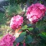 maline