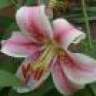 lily90