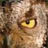 lady_owl