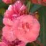 Oleander