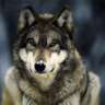 grey_ wolf