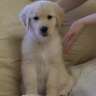 LabradorRetriverPuppy