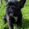 Ivana♥fr.buldoge
