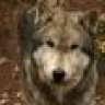 direwolf_86