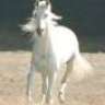 Shadowfax<3