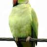 parrotlover22