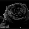 Rosa Negra