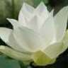 Anahata