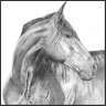 horse heart