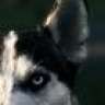White Fang