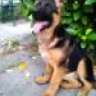 LoveGSD