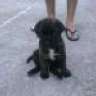 Aron:)