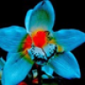 Plava Orhideja