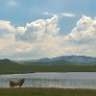 Magentha