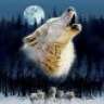 wolwes75