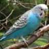 Budgerigar