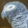 dementni papagaj