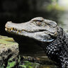 caiman