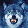 Wolf29