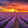 lavanda.blue