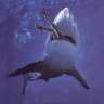 sharkgirl