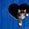 sweet pussycat
